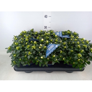 Rhododendron sim. 'Hor Class Belli'