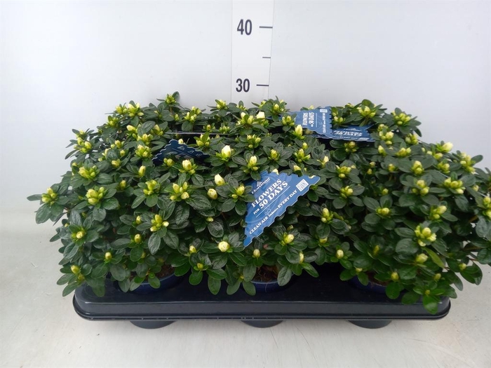 <h4>Rhododendron sim. 'Hor Class Belli'</h4>