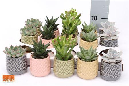 <h4>Succ Gem 5 Srt</h4>