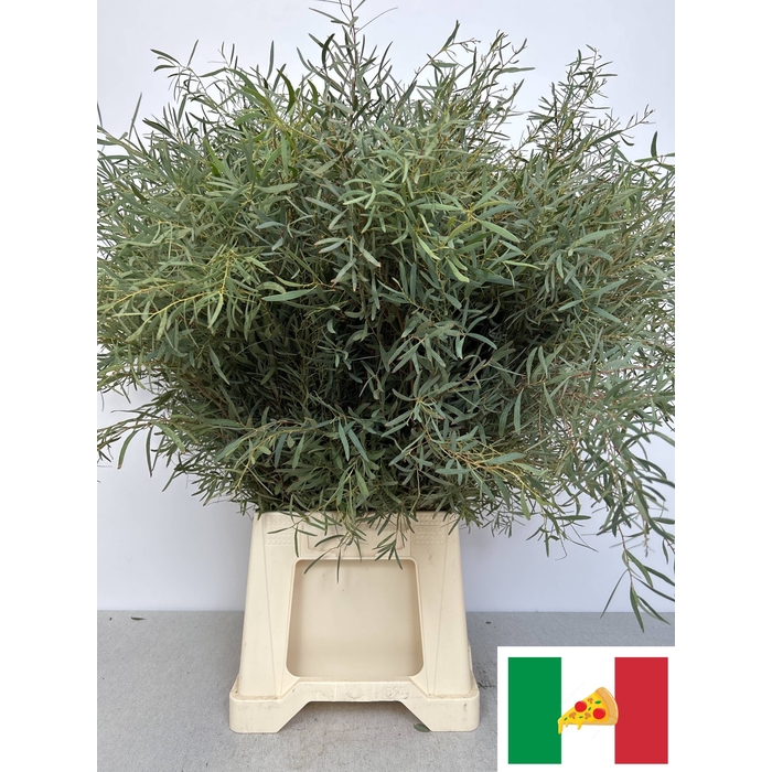 <h4>EUC NICHOLII PB</h4>