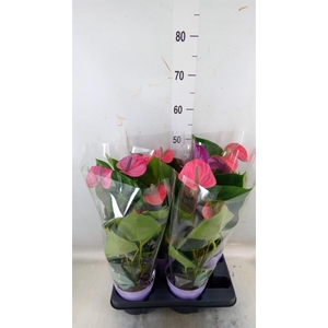 Anthurium andr. 'Cavalli'