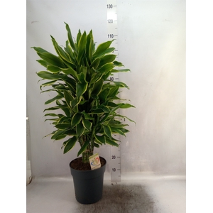 Dracaena frag. 'Golden Coast'