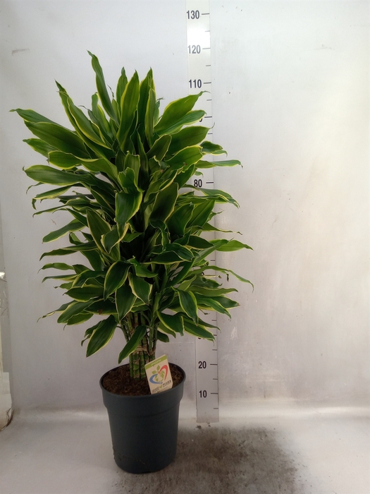 <h4>Dracaena frag. 'Golden Coast'</h4>