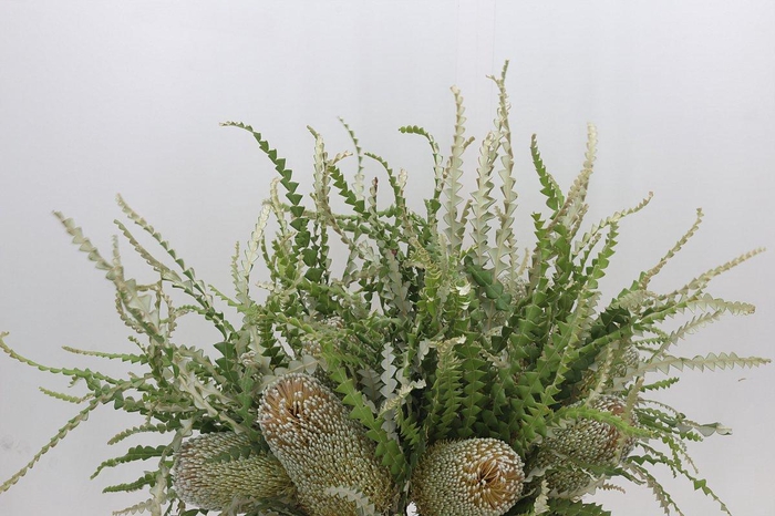 <h4>Banksia Speciosa</h4>