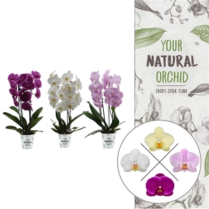 Your Natural Orchid | Cascade mix | Phalaenopsis 2 spike