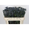 Eryngium Blue Dynamite