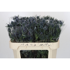 Eryngium Blue Dynamite