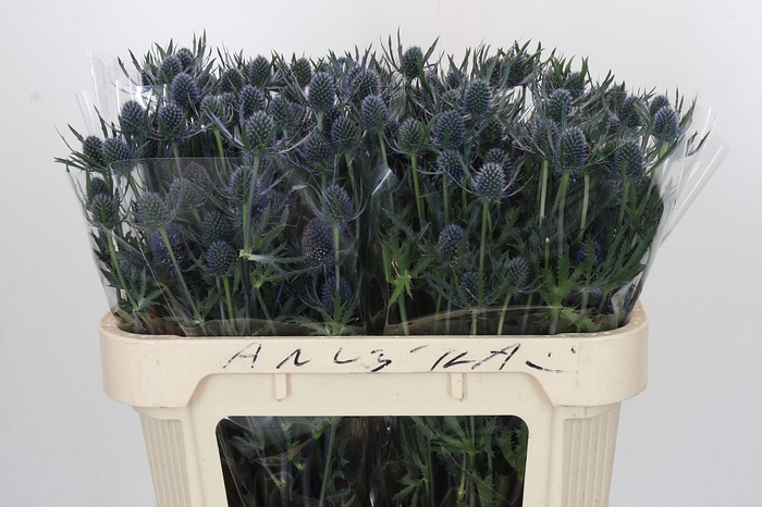 <h4>Eryngium Blue Dynamite</h4>