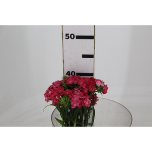 DIANTHUS SWEET WILLIAM CORAL 040 CM