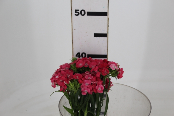 DIANTHUS SWEET WILLIAM CORAL 040 CM