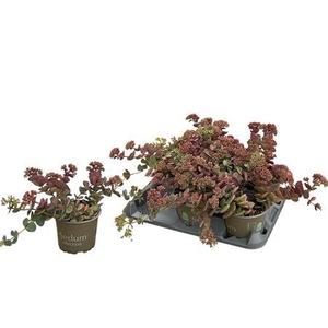 Sedum Sieboldii