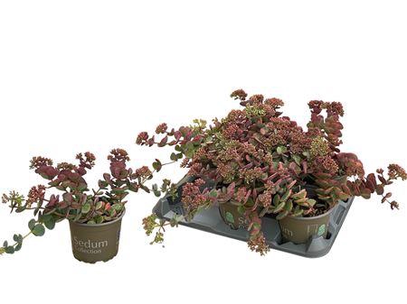 <h4>Sedum Sieboldii</h4>