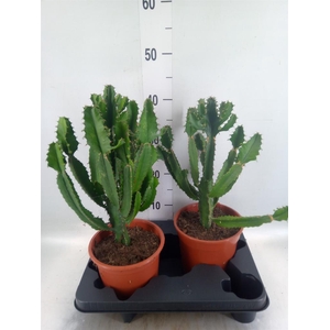 Euphorbia   ...