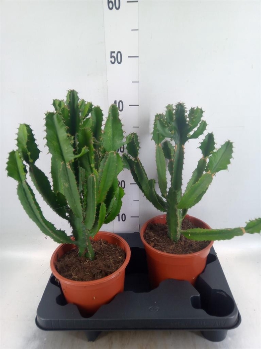 <h4>Euphorbia   ...</h4>