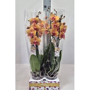 Phalaenopsis   ...orange