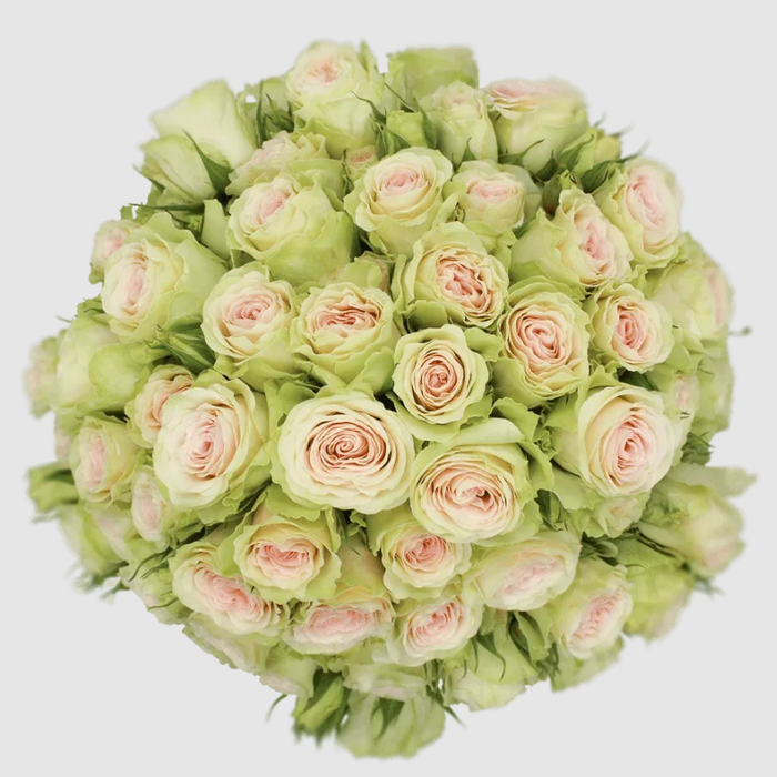 <h4>R TR FIBONACCI YATRA Tessa</h4>