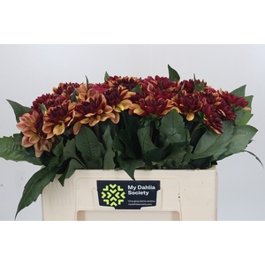 Dahlia Creme de Cognac