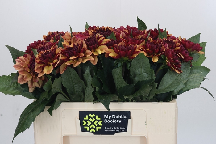 <h4>Dahlia Creme de Cognac</h4>