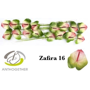 Anthurium Zafira