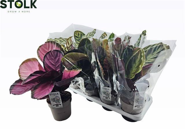 <h4>CALAT GEM 4 SRT</h4>