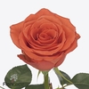 Rosa large garfield+