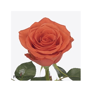 Rosa large garfield+