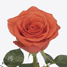 <h4>Rosa large garfield+</h4>