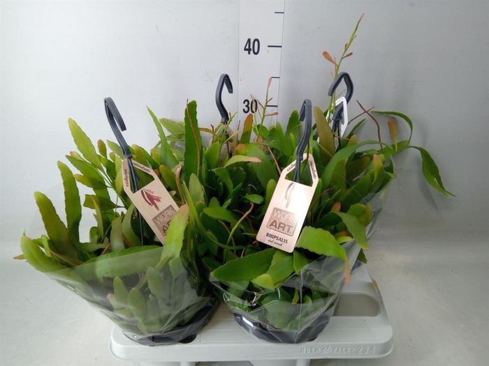 <h4>Rhipsalis ...</h4>