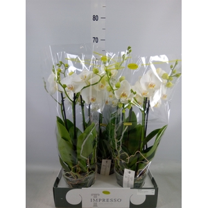Phalaenopsis   ...white