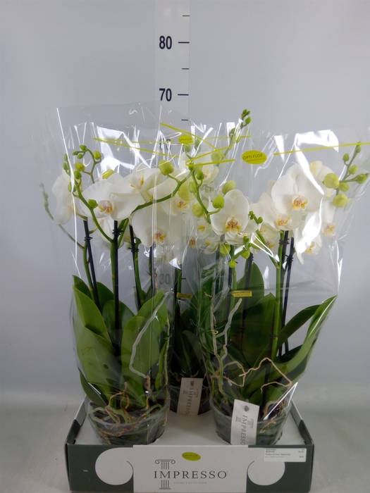 <h4>Phalaenopsis   ...white</h4>