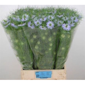 Nige D Clou Lavender