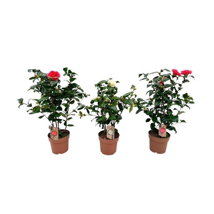 <h4>camellia 3 kleuren mix 20-25 knoppen</h4>