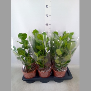 Clusia rosea 'Princess'