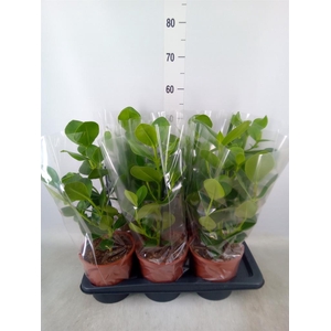 Clusia rosea 'Princess'