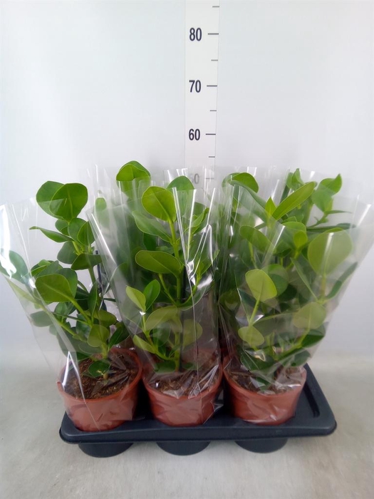 <h4>Clusia rosea 'Princess'</h4>