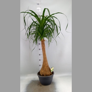 Beaucarnea recurvata