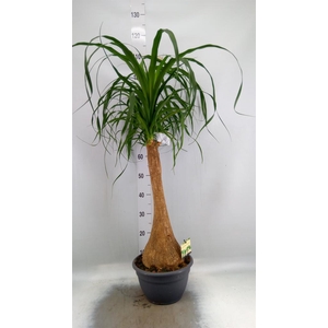 Beaucarnea recurvata