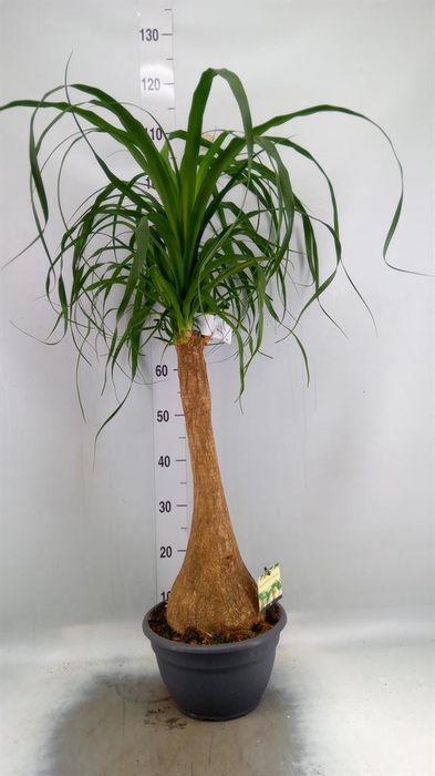 <h4>Beaucarnea recurvata</h4>