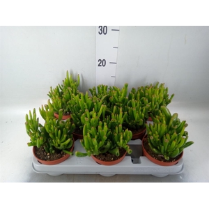 Crassula ovata 'Gollum'