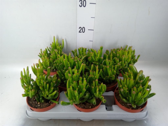 <h4>Crassula ovata 'Gollum'</h4>