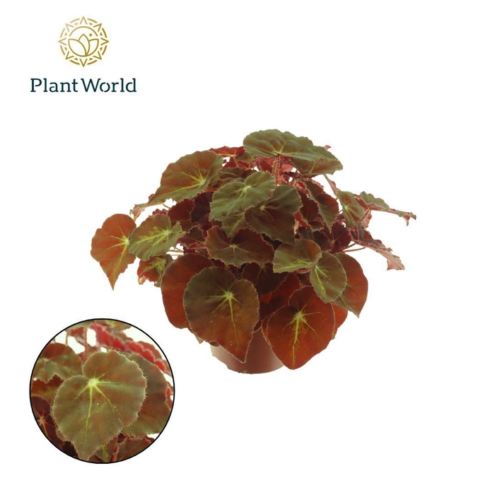 <h4>Begonia BD 'MagicColours Montuno'</h4>