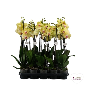 Phalaenopsis Geel - 2 tak 70cm