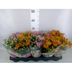 Chrysanthemum   ..GR mix
