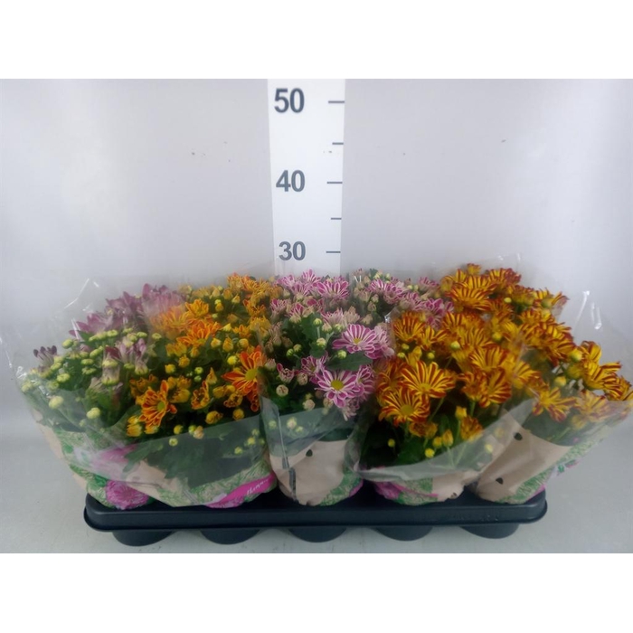 <h4>Chrysanthemum   ..GR mix</h4>
