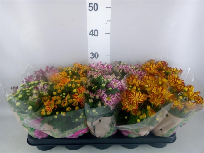 Chrysanthemum   ..GR mix