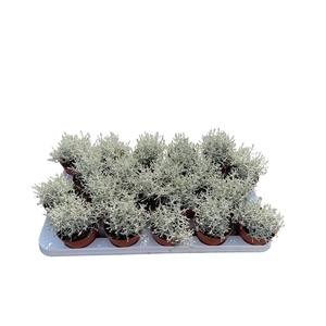 Calocephalus brownii