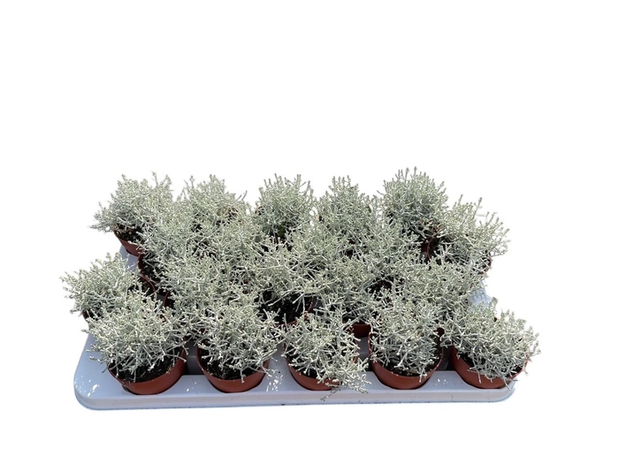 <h4>Calocephalus brownii</h4>