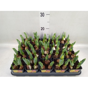 Tulipa DU 'Yellow Baby'