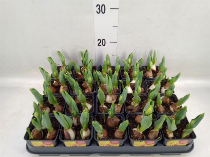 <h4>Tulipa DU 'Yellow Baby'</h4>