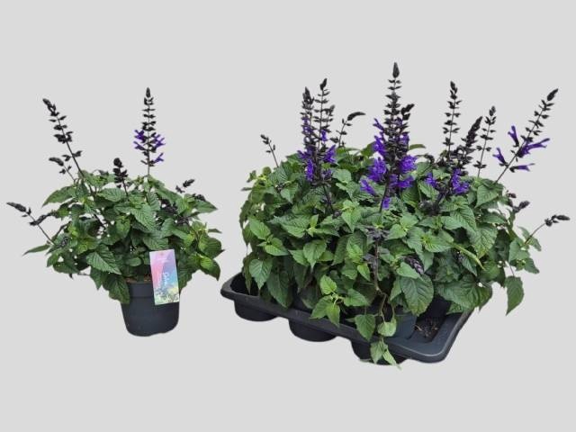<h4>SALVIA LAKE BLUEBERR</h4>